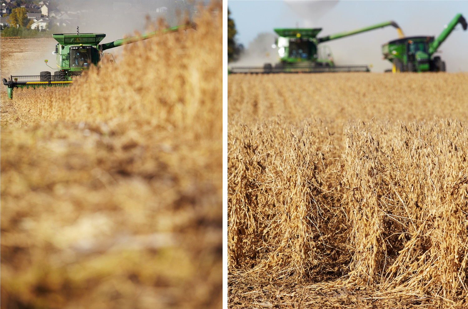 Shallow depth of field in a field of soybeans in Minnesota