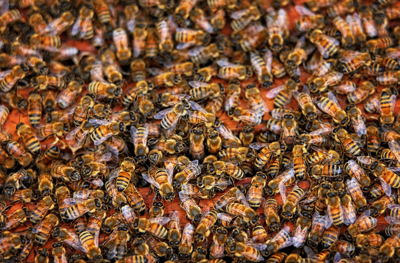 A colony of bees ready to launch from the top box of a hive